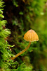 Fungi_010