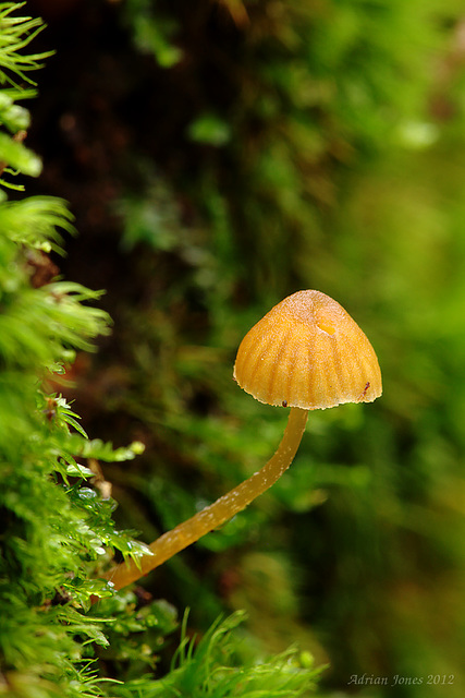 Fungi_010