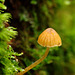 Fungi_010