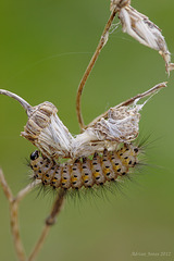 Ruby Tiger Moth Caterpillar.