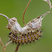 Ruby Tiger Moth Caterpillar.