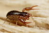 Pseudoscorpion_003