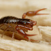 Pseudoscorpion_003