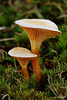 Fungi_009