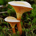 Fungi_009