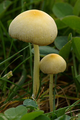 Fungi_008