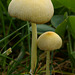 Fungi_008