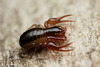 Pseudoscorpion_002