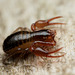 Pseudoscorpion_002