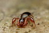 Pseudoscorpion_001