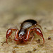 Pseudoscorpion_001