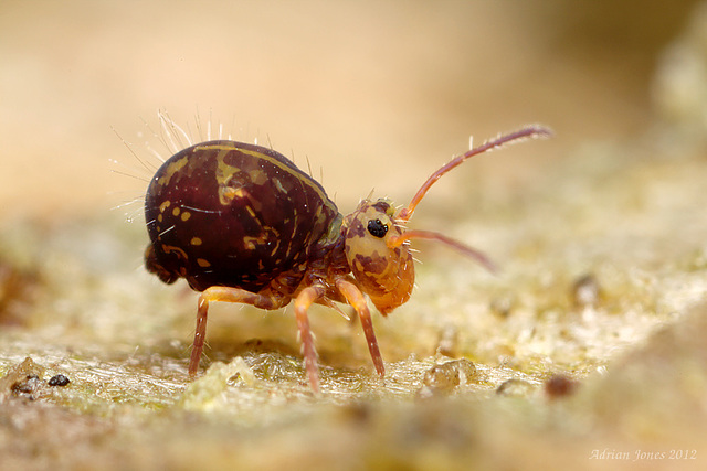 Dicyrtomina ornata