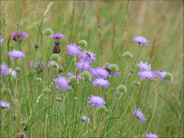 Acker-Witwenblume