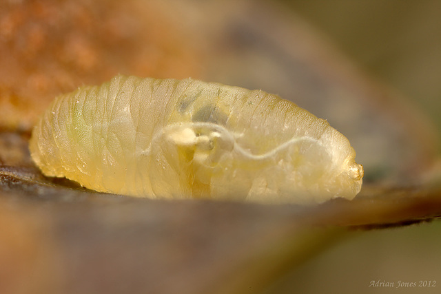 Fly larva.