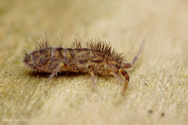 Orchesella villosa