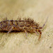 Orchesella villosa