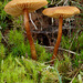 Fungi_007