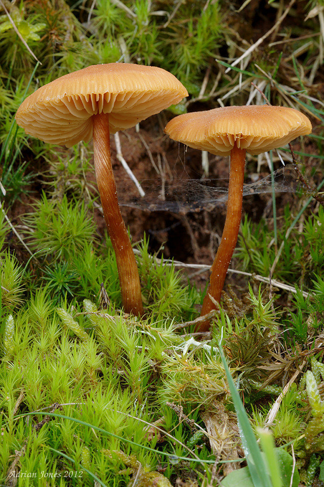 Fungi_007