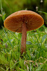 fungi_006