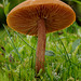 fungi_006