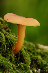 Fungi_005