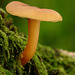 Fungi_005