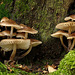 Fungi_004