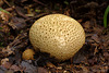 Puffball_001