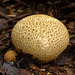 Puffball_001