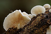 fungi_002