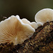 fungi_002