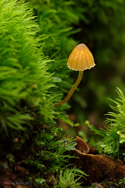 fungi_003