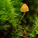 fungi_003