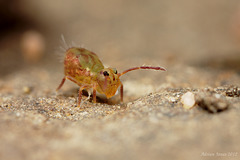 Dicyrtomina ornata