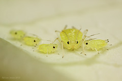 Aphids