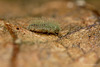 Lacewing Larva