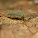 Lacewing Larva