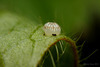 Moth Egg