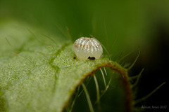 Moth Egg