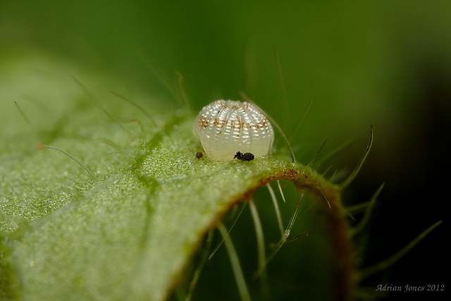 Moth Egg