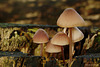 Toadstools