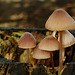 Toadstools