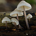 Toadstools