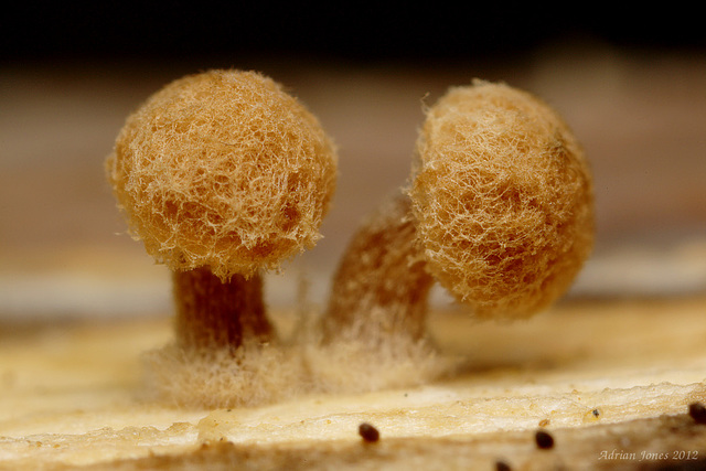 Tiny Fungi