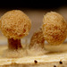 Tiny Fungi