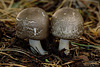 Toadstools