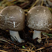 Toadstools