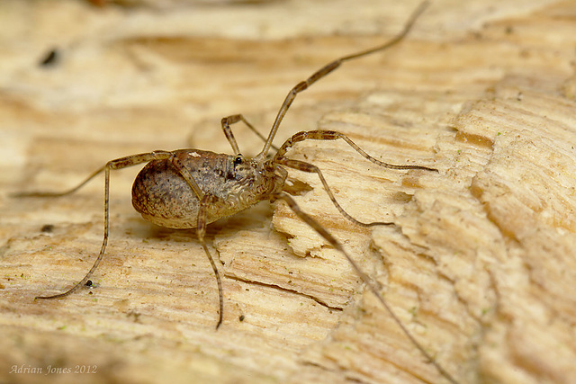 Harvestman