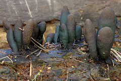 Dead Mans Fingers (Xylaria polymorpha)