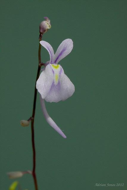 Utricularia sandersonni (Bladderwort)